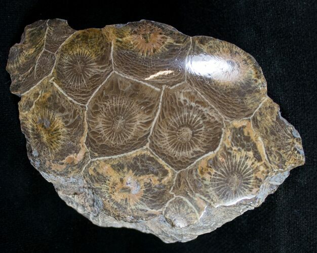 Polished Fossil Coral Head - Very Detailed #9350